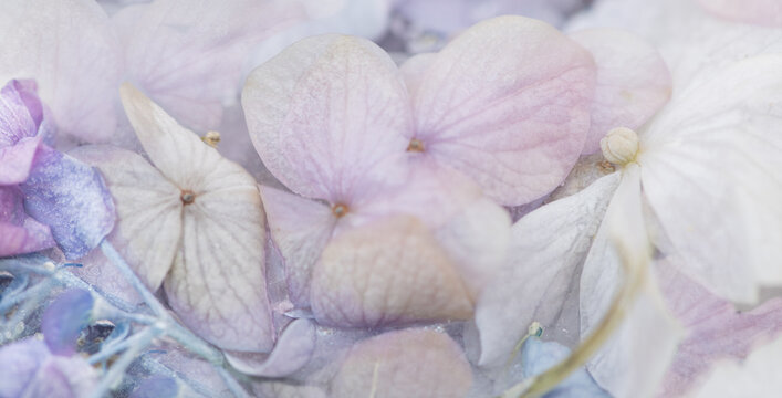 close up of pink and white hortensia flower still life wallpaper