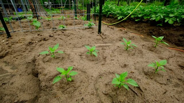 Slowly gliding camera backward above freshly planted sweet or bell peppers growing in sandy soil next to cucumbers and potatoes