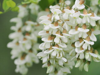 ハリエンジュ（ニセアカシア）