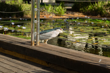 Black crowned night heron standing on wooden deck near pond with lily pads in Sarona park, Tel...