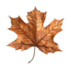 Detailed close-up of a dried brown maple leaf on transparent background