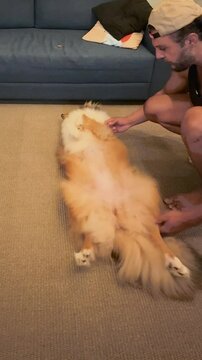 Rough Collie being trained to lie on its back.