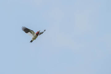 Red-headed woodpecker in flight with an insect in its beak.