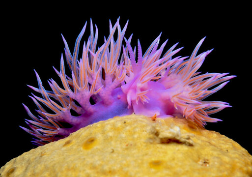 Nudibranch Flabellina affinis from Cyprus
