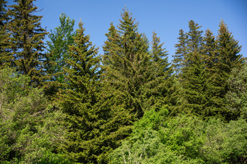Panorama of Vitosha Mountain, Bulgaria