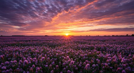 Fototapeta premium Sunset over lavender fields nature scenic landscape tranquil environment wide angle