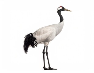 Obraz premium A majestic crane standing tall with graceful posture, showcasing its elegant features