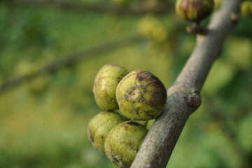 A bunch of Indian Fig Tree Fruit in a garden, Ripening Fig on a tree, Green tropical fig tree