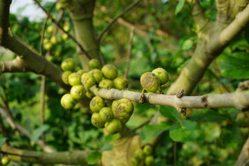 A bunch of Indian Fig Tree Fruit in a garden, Ripening Fig on a tree, Green tropical fig tree