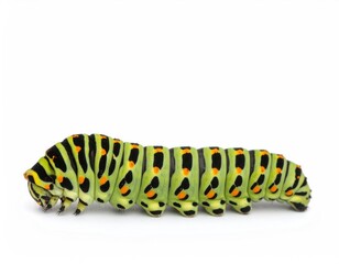 Caterpillar's Close-up: A detailed image presents a vibrant caterpillar. With stunning patterns. The image captures the intricate details of the caterpillar.