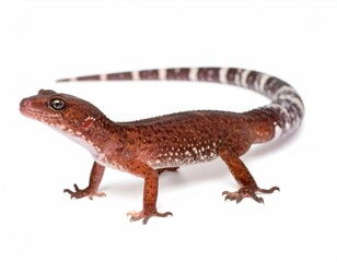 Fototapeta premium Striking Gecko: A detailed photograph showcasing a unique gecko, its patterned skin and attentive gaze, bringing the marvels of the animal kingdom into stark focus.