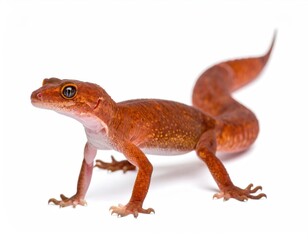 Fototapeta premium Vibrant Gecko: A captivating close-up showcases a Gecko, a small reptile with a unique reddish-orange hue, displaying its distinct features with remarkable clarity.