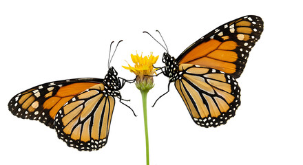 Fototapeta premium Here are some key words to describe the image:ButterflyMonarch butterflyOrange and black wingsPollinationNatureInsectDelicate wingsSpring/SummerFlowersWildlife Colorful Beauty of