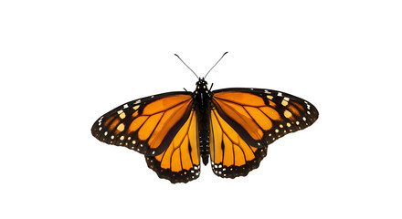 Naklejka premium Here are some key words to describe the image:ButterflyMonarch butterflyOrange and black wingsPollinationNatureInsectDelicate wingsSpring/SummerFlowersWildlife Colorful Beauty of