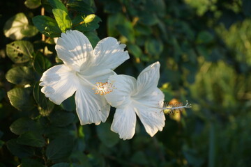White hibiscus flower is blooming on tree, Garden fresh blooming white hibiscus flower