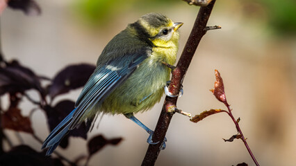 Young Blue Tit sitting on a branch, Stakeford, Northumberland June 2024