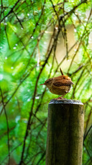 Wren singing on a post in Woodland. Bakethin Nature Reserve, Northumberland June 2025
