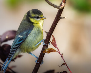 Young Blue Tit sitting on a branch, Stakeford, Northumberland June 2024