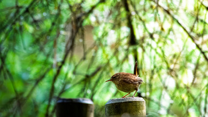 Naklejka premium Wren singing on a post in Woodland. Bakethin Nature Reserve, Northumberland June 2025