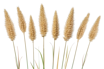 Elegant composition of hare's tail grass on a black background, studio shot