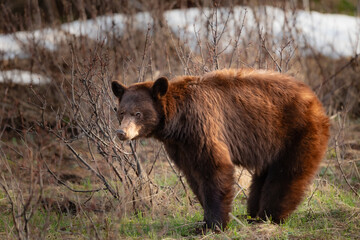Wild Bears of Waterton