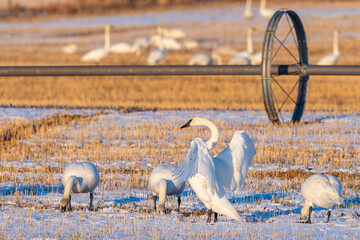 Flock of Trumpeter Swans