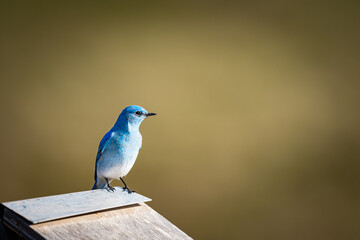 Mountain Bluebird