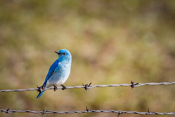 Mountain Bluebird