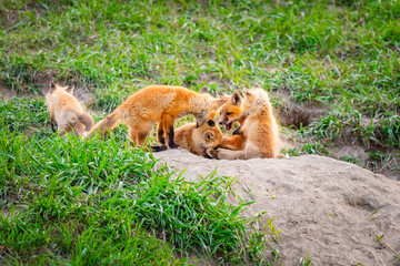Baby Foxes