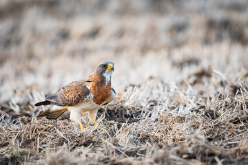 Swainson's Hawk