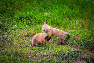 Baby Foxes