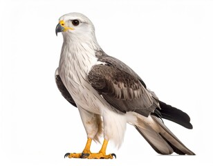 Obraz premium Majestic Gaze: A regal bird of prey stands proudly, its piercing gaze conveying power and vigilance, showcasing its striking plumage in perfect detail.