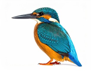 Obraz premium Colorful Kingfisher: A vibrant kingfisher, with its brilliant turquoise and orange plumage, perches elegantly, showcasing nature's artistry. Capturing the elegance and beauty of this stunning bird.