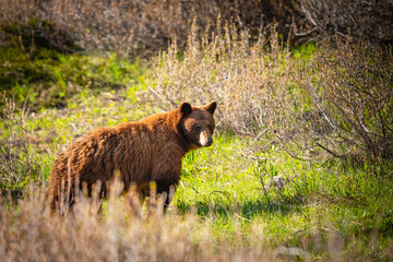 Wild Bears of Waterton