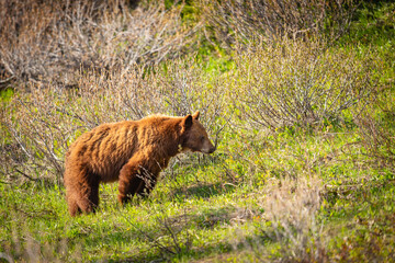 Wild Bears of Waterton