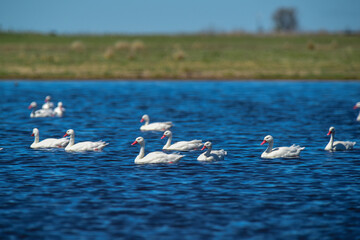 Coscoroba swans in lagoon envirinment, La Pampa Province, Patagonia, Argentina.