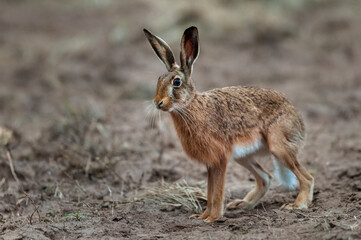 European hare, Lepus europaeus, La Pampa Province, Argentina.
