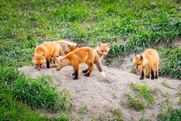 Baby Foxes