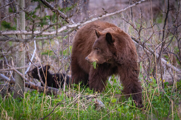 Baby Bear Cubs of Waterton