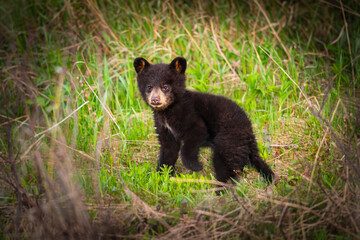 Baby Bear Cubs of Waterton © BGSmith