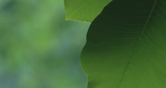 雨に濡れてホオノキの葉が美しい