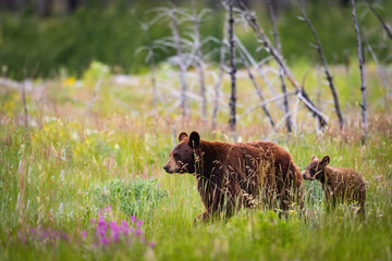 Baby Bear Cubs of Waterton © BGSmith