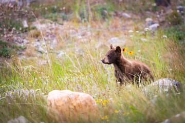 Baby Bear Cubs of Waterton
