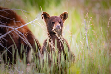 Baby Bear Cubs of Waterton