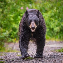 Wild Bears of Waterton