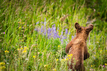 Baby Bear Cubs of Waterton