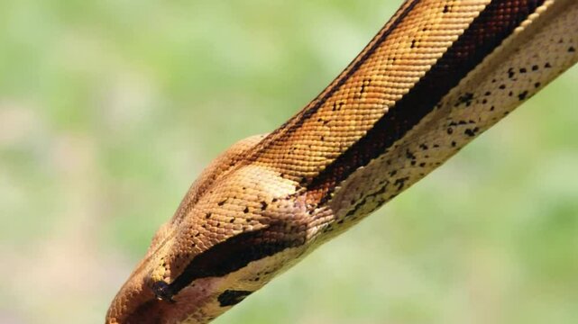 snake in a tree