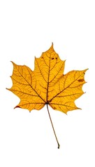 Obraz premium Golden Autumn Maple Leaf Nature's Exquisite Fall Foliage