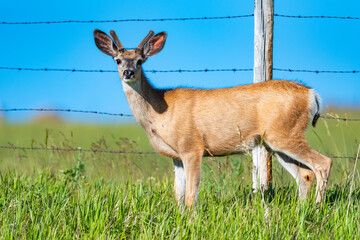 Wild Mule Deer