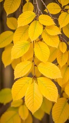 Fototapeta premium Golden Autumn Leaves Vibrant Yellow Foliage in Nature's Embrace